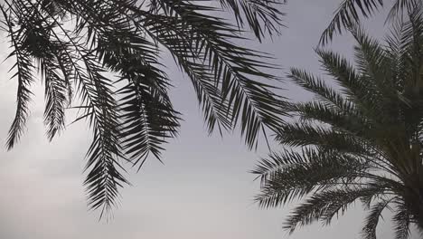 Palm-trees-branches-in-a-windy-day,-clear-sky,-static-shot,-low-angle