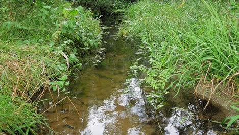 Stagnant-Water-From-A-Small-Stream-In-The-Forest-In-Prądzonka,-District-Of-Gmina-Studzienice,-Poland