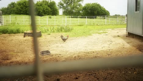 Slow-motion-shot-of-a-rooster-walking-on-a-farm