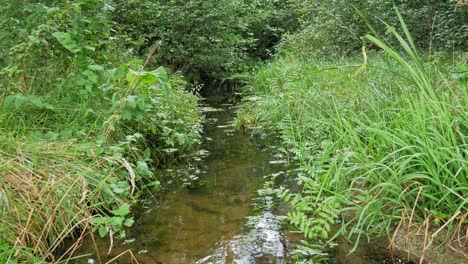 Clear-Shallow-Water-Flowing-Gently-In-A-Narrow-Stream-Bed-With-Green-Plants-In-Prądzonka,-Poland---Medium-Shot