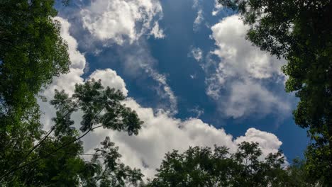 Blick-Nach-Oben-Von-Baumwipfeln-Mit-Sich-Bewegenden-Wolken-Im-Hintergrund