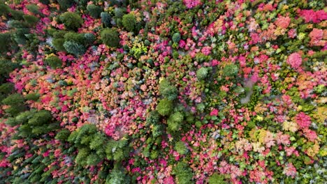 Espectaculares-Y-Vibrantes-Hojas-De-Otoño-De-Color-Rosa,-Naranja-Y-Amarillo-Al-Aire-Libre,-Paisaje,-árboles-Verdes,-En-Un-Denso-Bosque-Y-Jardín,-Directamente-Sobre-La-Antena-Giratoria-Ascendente