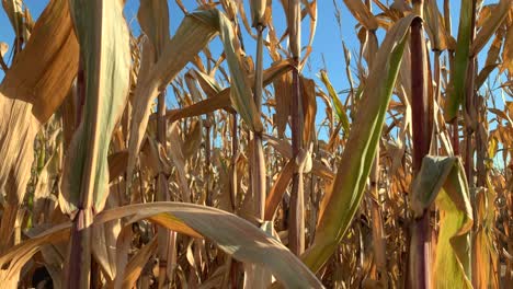 Corn-stalk-crop-on-a-bright-blue-sunny-day,-no-person