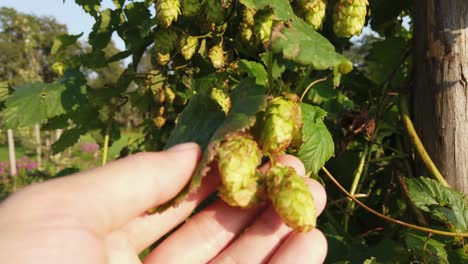 Close-up-of-hand-showing-Hops-growing-on-a-mature-vine