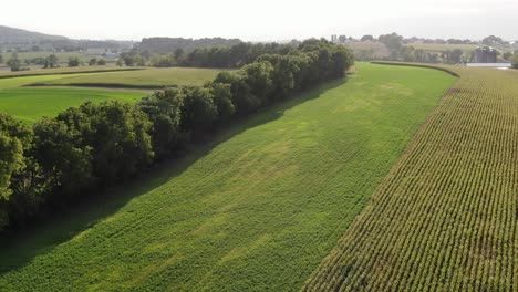 Aerial-of-alfalfa-and-corn-fields,-curve-during-dramatic-summer-light
