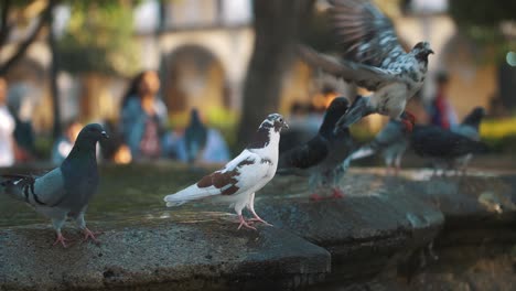 Gruppe-Von-Weißen-Und-Grauen-Tauben,-Die-In-Zeitlupe-Auf-Einem-Brunnen-In-Antigua-Guatemala-Stehen-Und-Fliegen