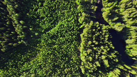 Top-down-Shot-Of-Warm-Sunlight-On-Lush-Pine-Trees-In-The-Forest-In-Vansbro-Municipality,-Dalarna-County,-Sweden---aerial-drone
