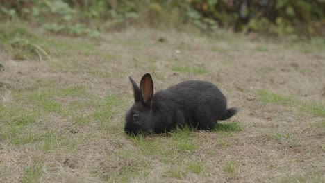 Cutest-baby-black-bunny-rabbit-eating-grass