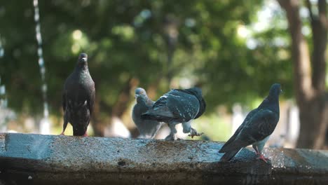 Tauben-über-Einem-Brunnen-In-Antigua-Guatemala---Zeitlupe-120fps
