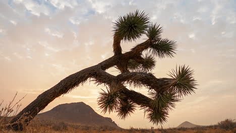 Subtle-sliding,-push-in-sunrise-time-lapse-with-a-Joshua-tree-in-the-foreground-and-the-sunbeams-peeking-over-the-distant-mountain-and-through-the-tree-branches