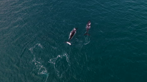 Aerial-shot-of-two-whales-with-no-visible-land-breaching-and-blowing