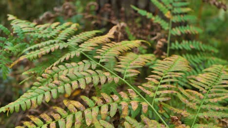 Waldfarn-Mit-Gelben-Blättern-Im-Herbst