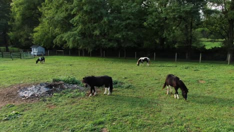 Miniature-horses,-brown-and-white-ponies-in-green-meadow-pasture,-aerial-view