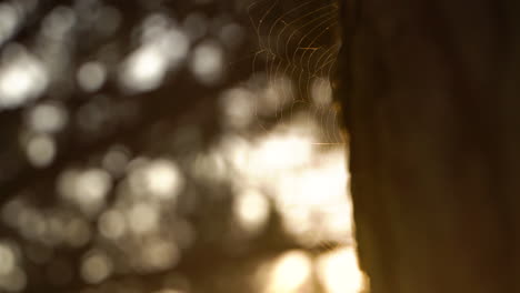 Sonnenuntergang-Hinter-Einem-Spinnennetz-An-Einem-Baum---Offenbaren---Nahaufnahme