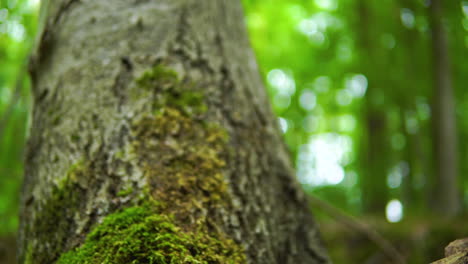 Close-up-moss-overgrown-on-a-tree-in-the-forest,-a-tree-on-a-beautiful-green-background-with-bokeh-elements