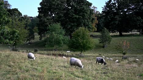 Flock-of-sheep-grazing-in-the-beautiful-Scottish-countryside--Static-shot