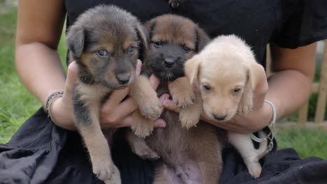 Slow-motion-shot-of-three-cute-puppies-being-held-by-woman-outside