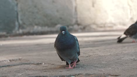 one-funny-beautiful-pigeon,-yawning,-singing,-dancing-on-the-paviment,-street-in-slow-motion---Antigua-Guatemala