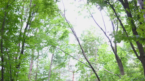 Tilt-up-reveal-shot-of-tall-trees-in-a-forest-of-Poland