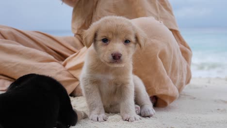 Slow-motion-shot-of-adorable-golden-puppy-laying-down-in-sand-in-front-of-woman's-legs-at-Asu-Island,-North-Sumatra,-Indonesia