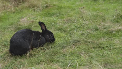 Bunny-Rabbit-eating-grass-near-English-bay