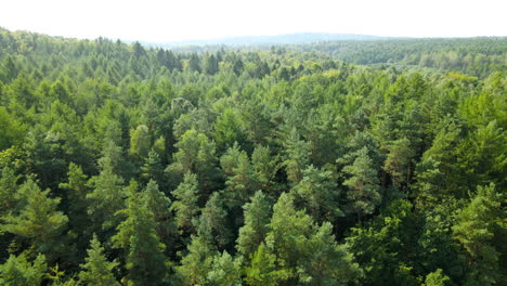 Flying-over-evergreen-pine-forest-close-to-the-treetops