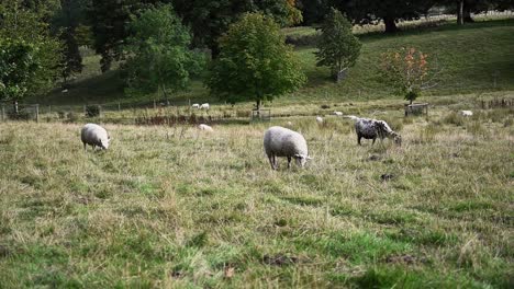 Flock-of-sheep-grazing-in-the-beautiful-Scottish-countryside--Static-shot