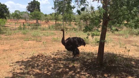Ostrich-bird-standing-still-under-the-shade-of-a-tree-on-a-sunny-day-in-the-wild