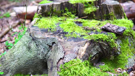 Green-moss-overgrown-on-felled-tree-trunk,-destroyed-plants-in-the-forest,-slow-motion-pan