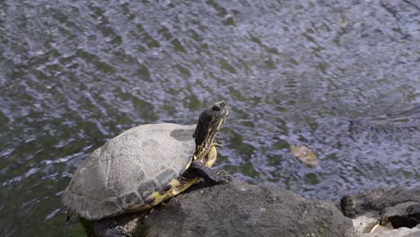Close-up-of-calmly-breathing-turtle-basking-on-rock-against-busy-pond-with-moving-water-behind-it