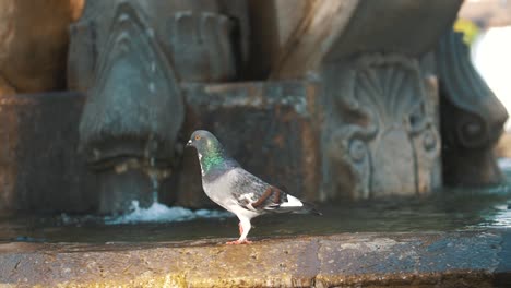 Nahaufnahme-Einer-Taube,-Die-Lustig-über-Einen-Brunnen-In-Zeitlupe-In-Antigua-Guatemala-Geht