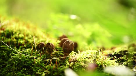Macro-shot-of-puffball-mushrooms-on-a-bright-sunny-day-in-the-forest--Static