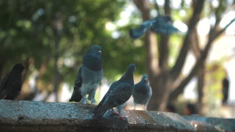 group-of-pigeons,-grey,-fat,-funny-standing-over-a-fountain-in-slow-motion-in-Antigua-Guatemala