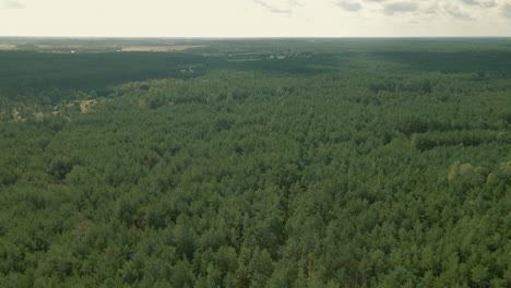 Top-View-Of-A-Green-Forest-Under-The-Sky-Near-Kowalskie-Blota-Village-In-North-Central-Poland