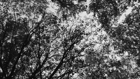 Graustufen-,-Schwarz-Weiß-Konzept---Blick-Auf-Die-Baumkronen-Hoher-Bäume-Im-Wald