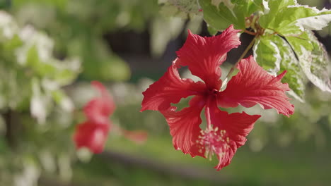 Rack-Fokus-Der-Leuchtend-Roten-Tropischen-Blume