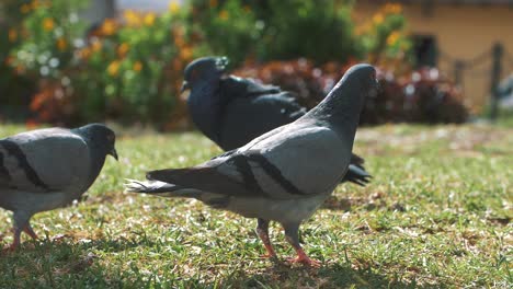 group-of-grey,-white-and-black,-pigeons-walking-at-the-park,-green-grass,-in-antigua-Guatemala---120fps-slow-motion