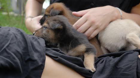 Slow-motion-shot-of-cute-puppies-on-woman's-lap-at-island-in-North-Sumatra,-Indonesia