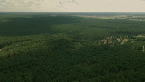 Dangerous-forest-woods-of-Kowalskie-Blota-Poland-aerial