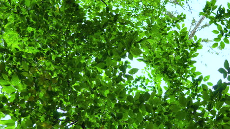 Slow-circular-pan-below-branches-covered-with-green-leafs