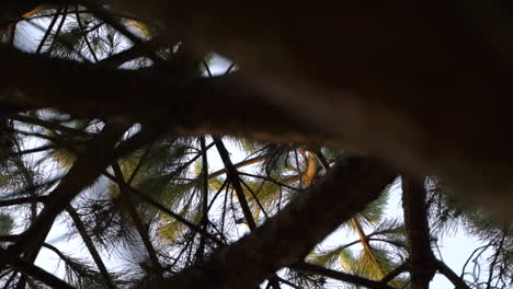 Looking-through-the-branches-of-a-Needle-Pine-Tree-during-sunset---Close-up