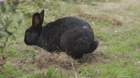 Conejo-Negro-Olfateando-Y-Estirando-Luego-Se-Mueve-A-Lo-Largo