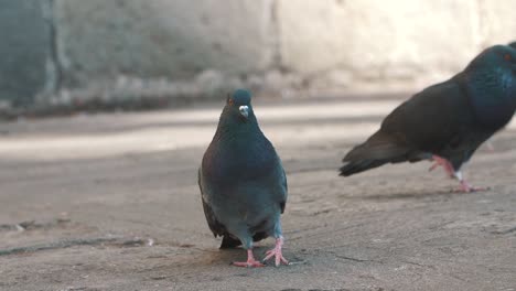 Close-up-of-a-beautiful-pigeon-standing-on-the-floor-in-slow-motion---Antigua-Guatemala---120fps-footage