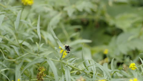 Slow-motion-close-up-bumblebee-on-wildflowers