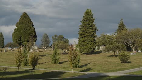 Landscape-of-a-cementary-with-big-trees-blowing-in-the-wind