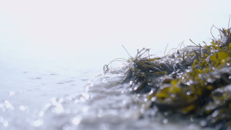 Close-up-macro-shot-of-ocean-waves-washing-over-pile-of-seaweed-in-slow-motion