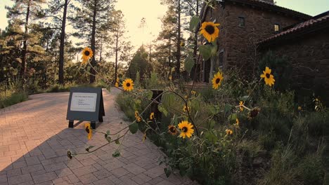 Wild-sunflowers-at-the-Coconino-forest-reach-out-over-the-sidewalk-to-the-ranger's-office
