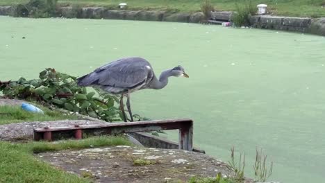 Patient-common-grey-heron-bird-hunting-watching-river-canal-closeup