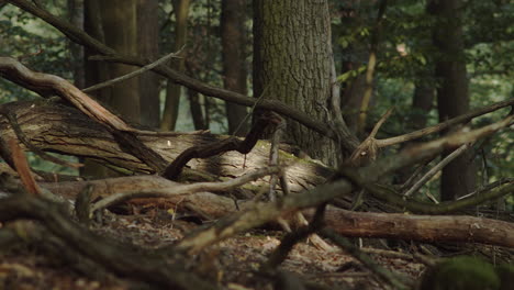 Dead-crooked-branches-and-tree-trunks-lying-on-the-forest-floor-in-green-forest