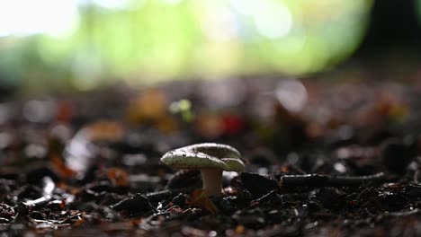 Single-mushroom-on-the-forest-floor-on-a-beautiful-sunny-autumn-day-Static-shot